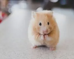 versele-laga-hamsterandgerbil-complete-500g-typ-granulat