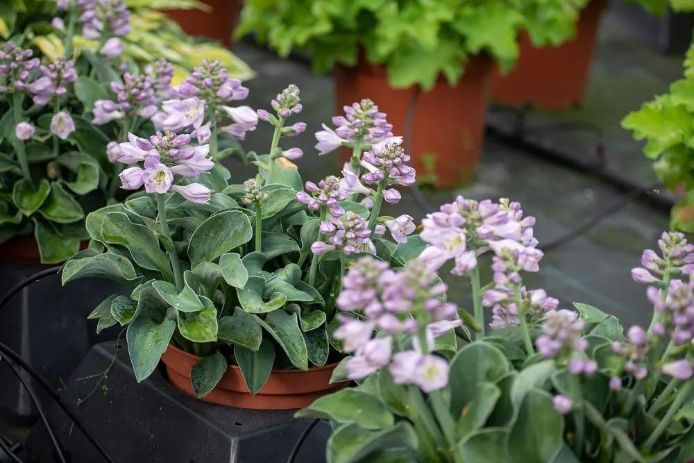 funkia-blue-mouse-ears-hosta-hybrid