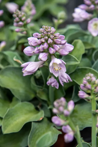 funkia-blue-mouse-ears-hosta-hybrid-kolor-kwiatow-fioletowe