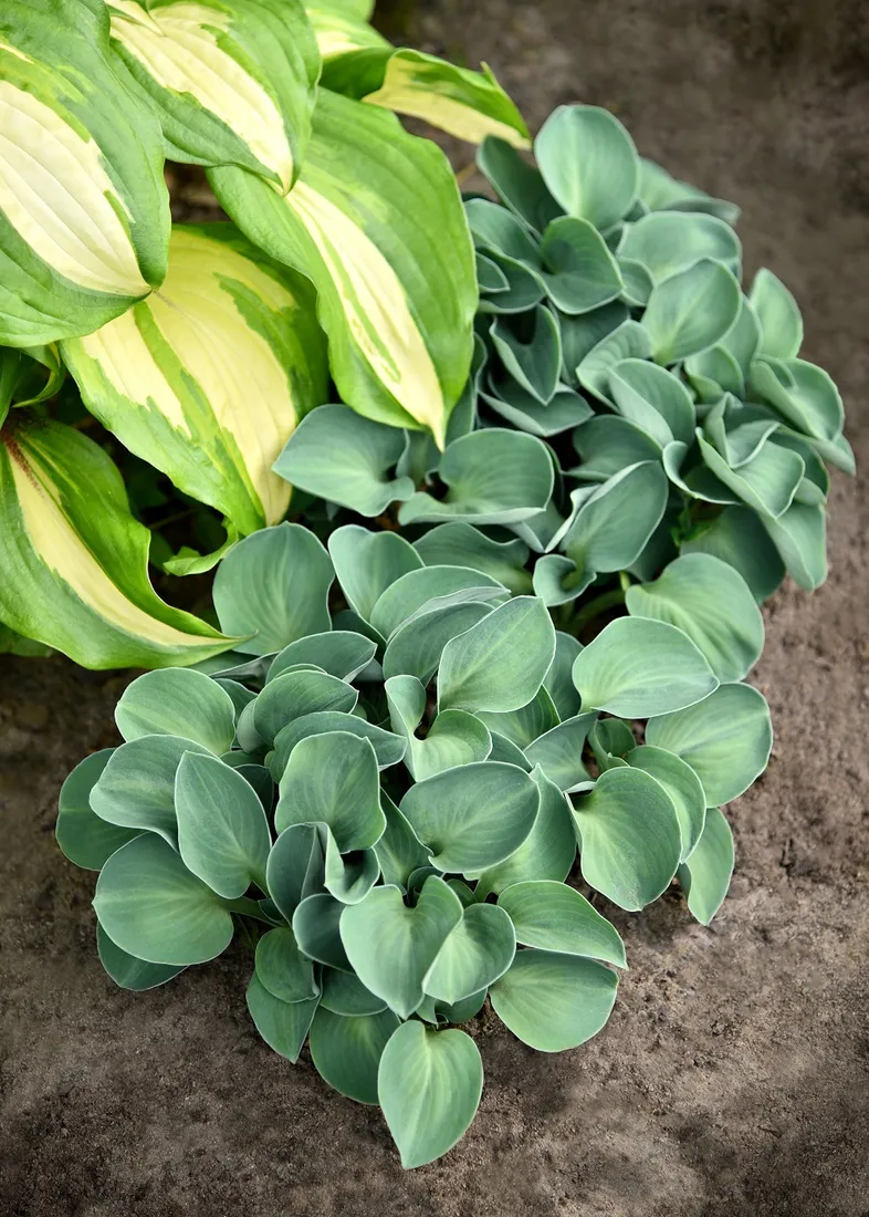 funkia-blue-mouse-ears-hosta-hybrid