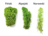 mech-chrobotek-dekoracyjny-3-kolory-produkt-wprowadzony-do-obrotu-na-terenie-ue-przed-13-12-2024-nie