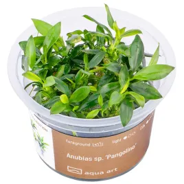 aqua-art-anubias-sp-pangolino-roslina-in-vitro-kubek-6cm