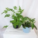 zyworodka-geranium-anginka-don-13cm