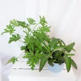 zyworodka-geranium-anginka-don-13cm-rodzaj-rosliny-inny