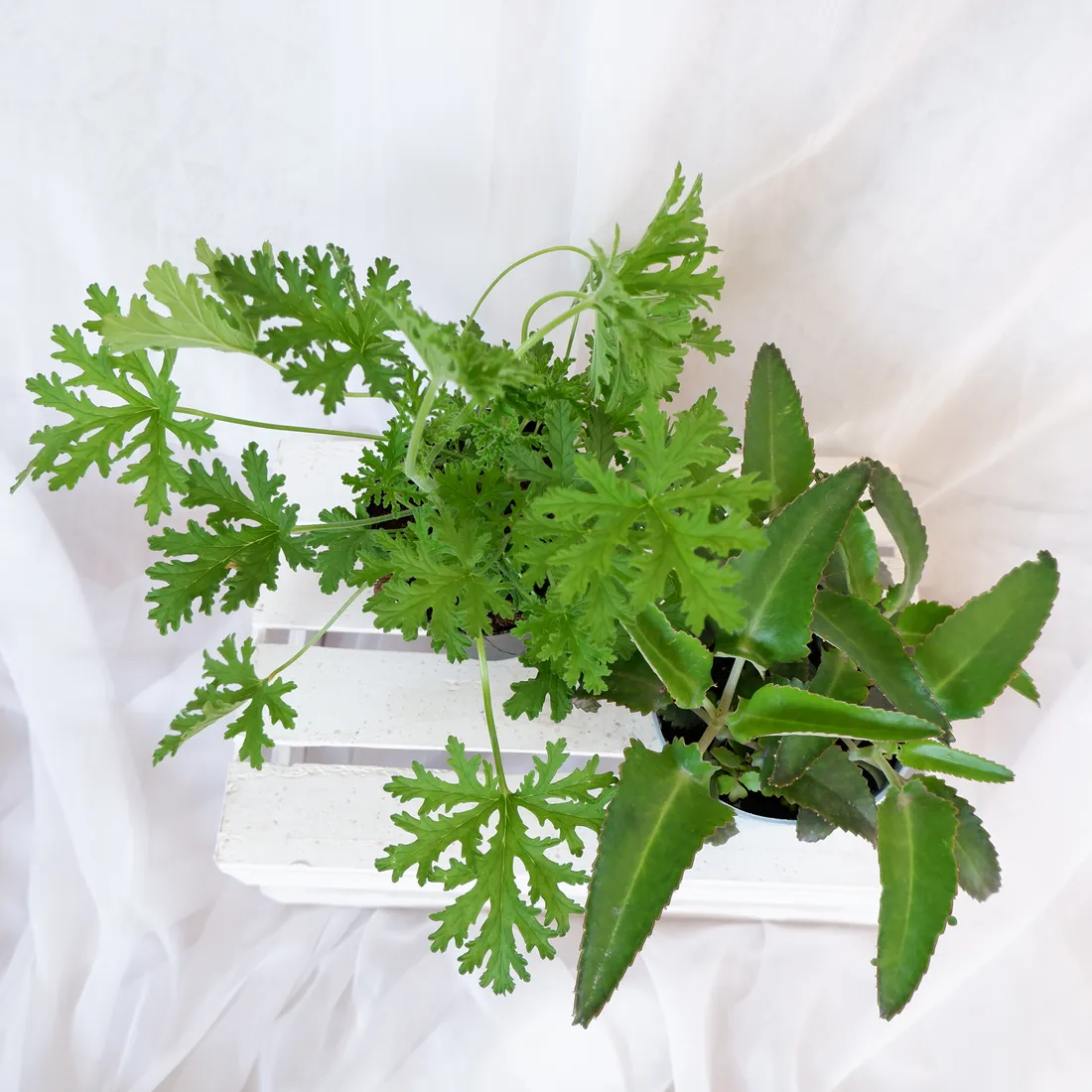 zyworodka-geranium-anginka-don-13cm-rodzaj-rosliny-inny