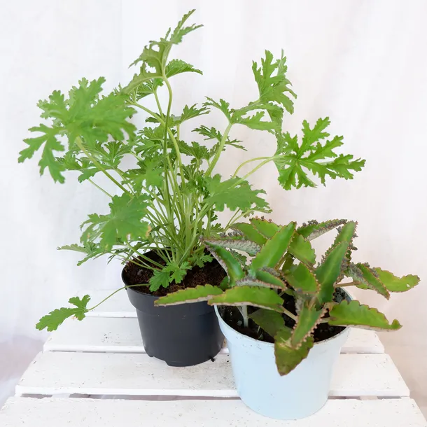 zyworodka-geranium-anginka-don-13cm-roslina-w-postaci-sadzonka-w-pojemniku-05-1l