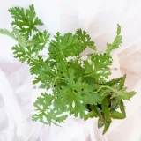 zyworodka-geranium-anginka-don-13cm-cykl-rozwojowy-rosliny-wieloletnia