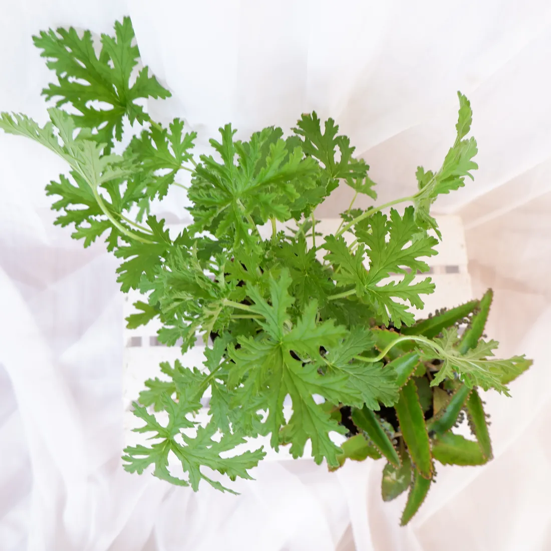 zyworodka-geranium-anginka-don-13cm