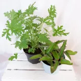 zyworodka-geranium-anginka-don-13cm-numer-paszportu-sekcja-c-24024644am