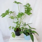 zyworodka-geranium-anginka-don-13cm-nazwa-lacinska-inna