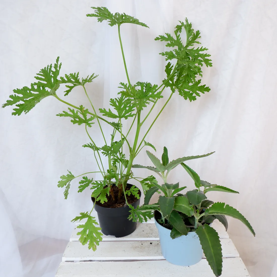 zyworodka-geranium-anginka-don-13cm