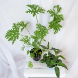 zyworodka-geranium-anginka-don-13cm-nazwa-rosliny-inny