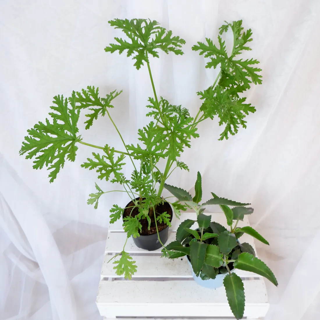 zyworodka-geranium-anginka-don-13cm-rodzaj-rosliny-inny