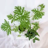 zyworodka-geranium-anginka-don-13cm-rodzaj-rosliny-inny-waga-z-opakowaniem-2-kg
