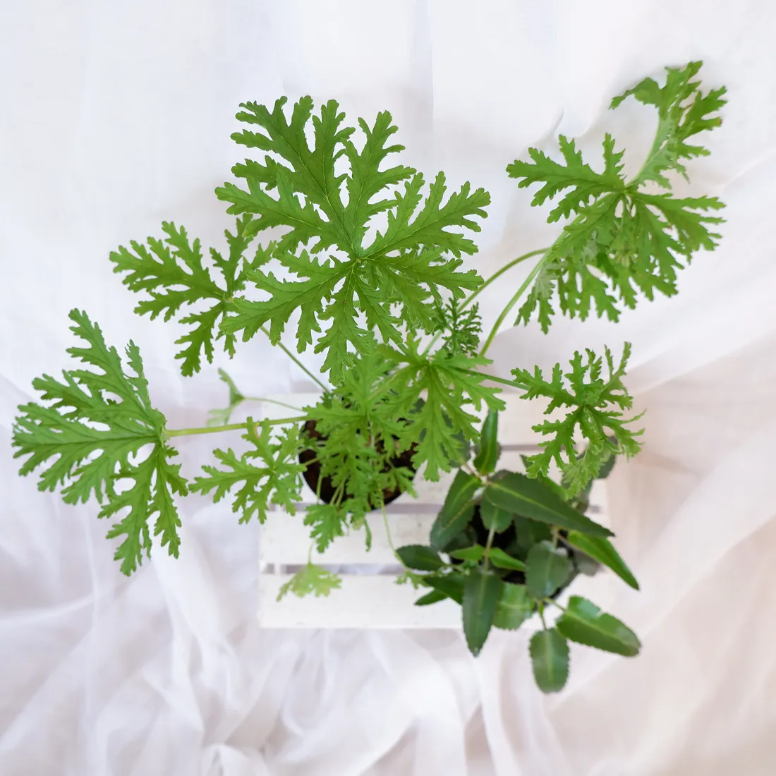 zyworodka-geranium-anginka-don-13cm-rodzaj-rosliny-inny