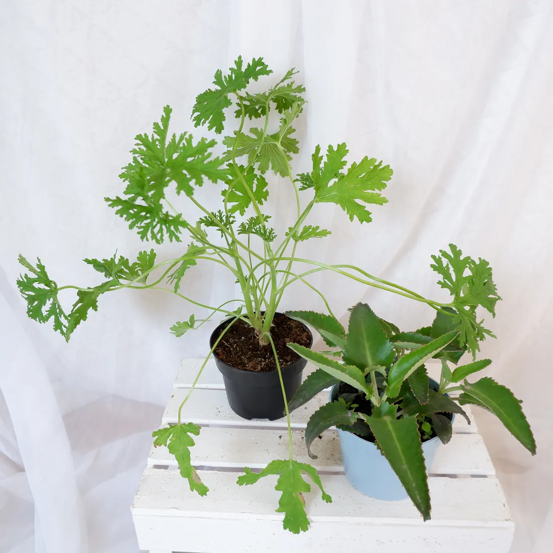 zyworodka-geranium-anginka-don-13cm