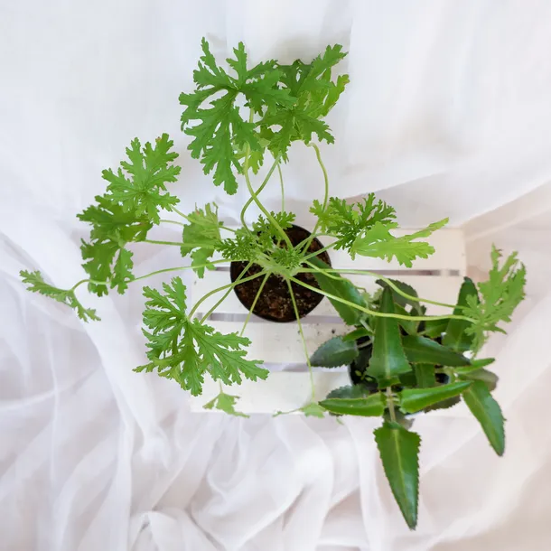 zyworodka-geranium-anginka-don-13cm-rodzaj-rosliny-inny-cykl-rozwojowy-rosliny-wieloletnia