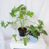 zyworodka-geranium-anginka-don-13cm-rodzaj-rosliny-inny-numer-paszportu-sekcja-c-24024644am