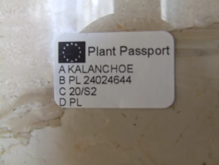 zyworodka-geranium-anginka-don-13cm-rodzaj-rosliny-inny-nazwa-lacinska-inna