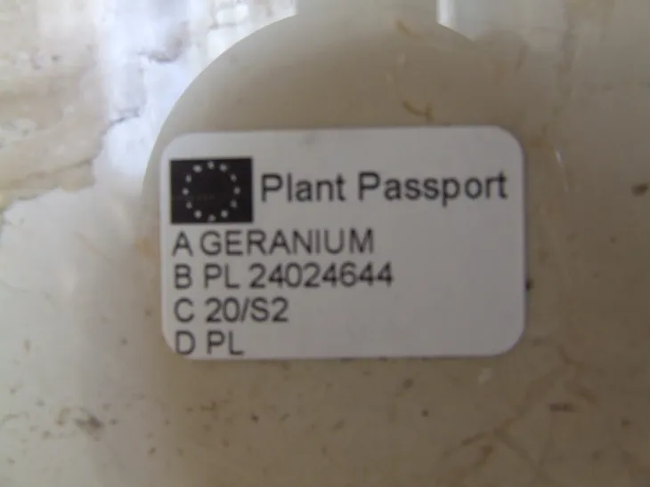 zyworodka-geranium-anginka-don-13cm-rodzaj-rosliny-inny-nazwa-rosliny-inny