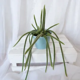 aporocactus-malisonii-kaktus-zwisajacy-ogon-szczura-don-13cm