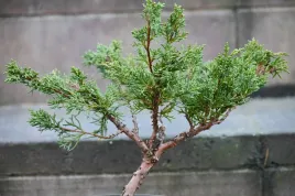 jalowiec-chinski-shimpaku-juniperus-chinensis-0051