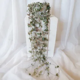 ceropegia-wooda-woodii-variegata-xl-don-wiszaca-15cm
