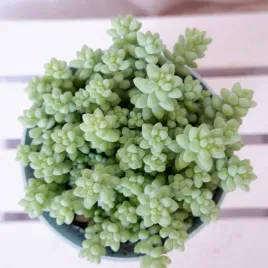 sedum-burrito-rozchodnik-walcowaty-don-13cm