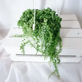 senecio-rowleyanus-marble-variegata-starzec-rowleya-xl-don-wiszaca-15cm