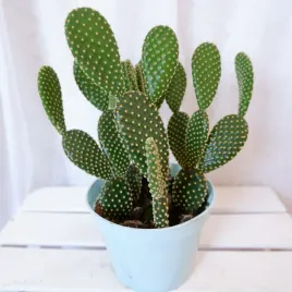 opuncja-pallida-opuntia-microdasys-yellow-don-12cm