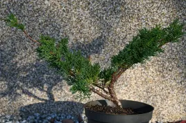 jalowiec-chinski-shimpaku-juniperus-chinensis-0052