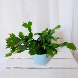 szlumbergera-schlumbergera-zygokaktus-grudnik-mix-don-13cm