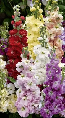 lewkonia-mix-nasiona-rodzaj-rosliny-dalie