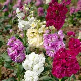 lewkonia-mix-nasiona-rodzaj-rosliny-dalie