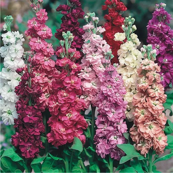 lewkonia-mix-nasiona-rodzaj-rosliny-dalie