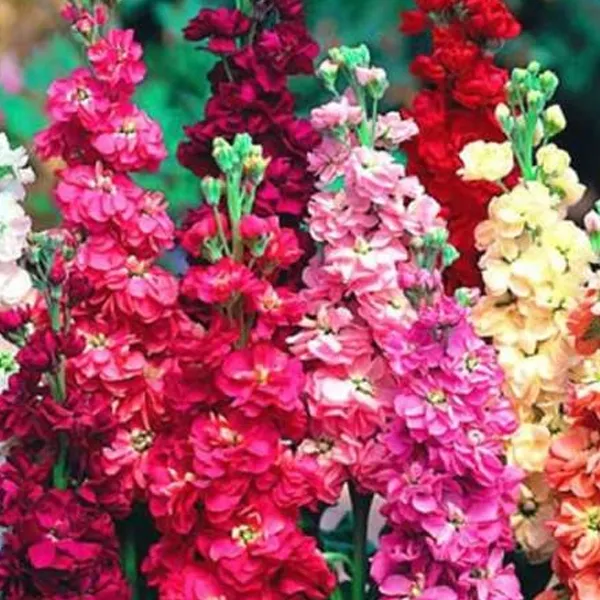 lewkonia-mix-nasiona-rodzaj-rosliny-dalie