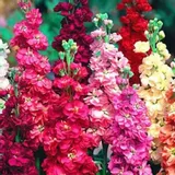 lewkonia-mix-nasiona-rodzaj-rosliny-dalie