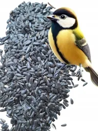 slonecznik-czarny-14-kg-pokarm-dla-papug-karma-dla-ptakow-grtis-kula