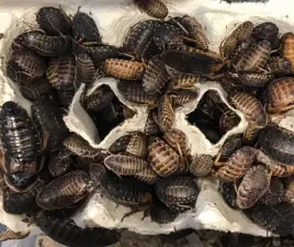 karaczany-argentynskie-dubia-3-4-cm-50-szt