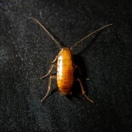 karaczany-tureckie-wyleg-3-5mm-500szt