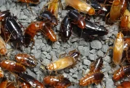 karaczan-turecki-semi-sub-adult-2cm-100-sztuk