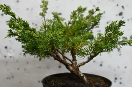 jalowiec-chinski-shimpaku-juniperus-chinensis-0053