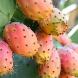 olej-z-opuncji-figowej-100percent-naturalny-na-zmarszczki-pielegnacja-twarzy-stan-nowy