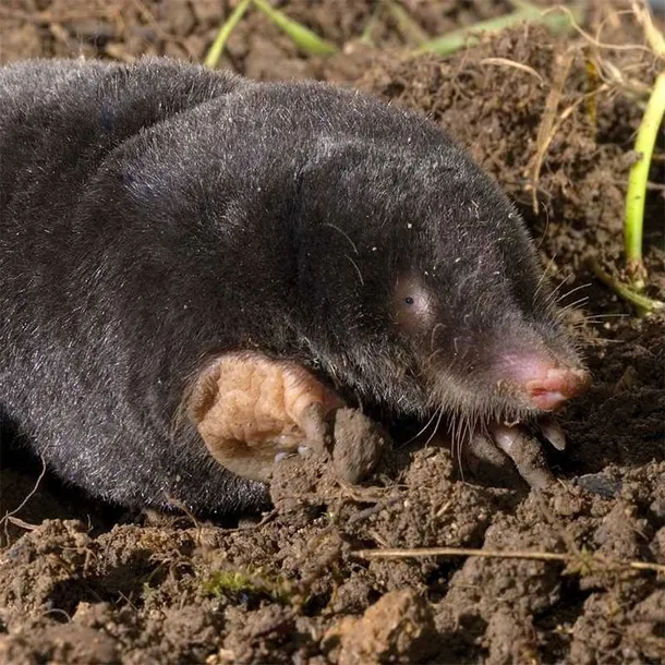 bros-karbid-granulowany-500g-rodzaj-inny