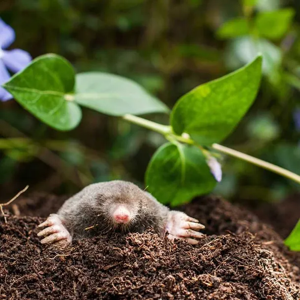 bros-karbid-granulowany-500g-kolor-inny