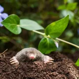 bros-karbid-granulowany-500g-kolor-inny