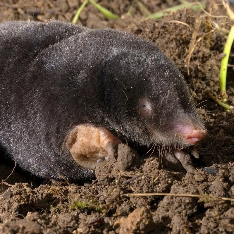 bros-karbid-granulowany-500g-stan-nowy