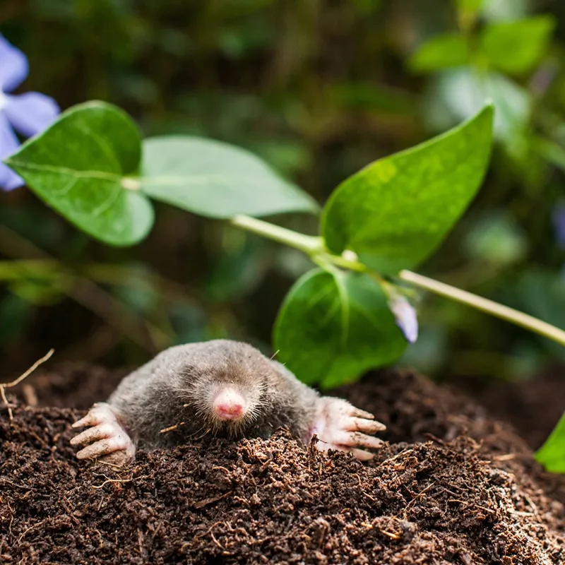 bros-karbid-granulowany-500g