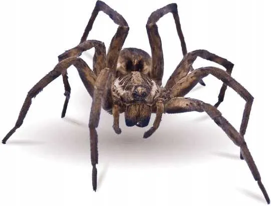 bros-spray-na-pajaki-250ml-kolor-inny