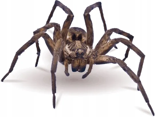 bros-spray-na-pajaki-250ml